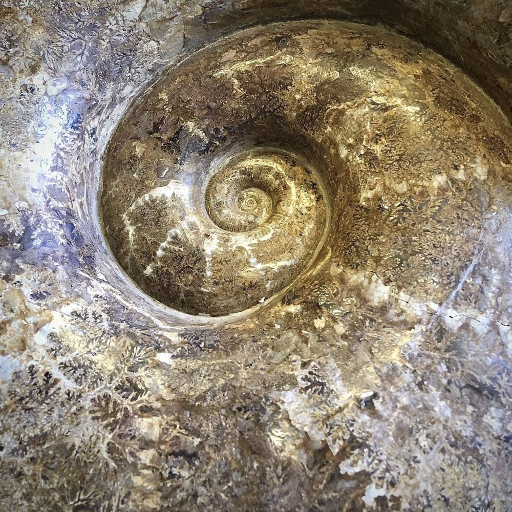 Extra Large Ammonite (Lobolytoceras sp.) - гигантский аммонит Lobolytoceras sp.